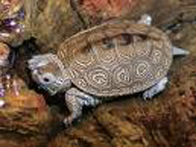 turtles - well a very exotic turtle