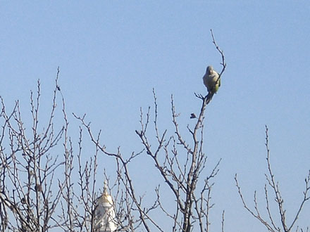 parrot - parrot on tree
