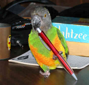 parrot - parrot on play