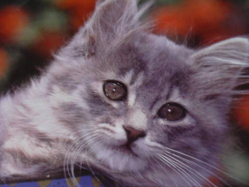 cats - angel cat