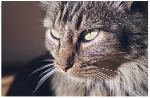 cats - ready for the rat kill