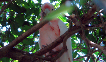 parrot - parrot on a tree