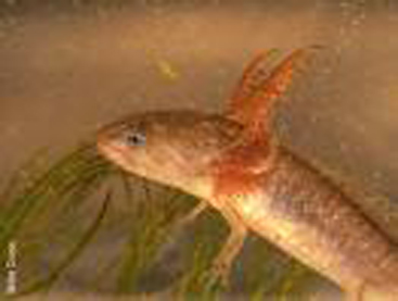 salamander - salamander with wings