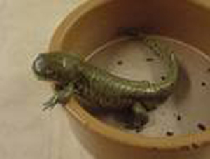 salamander - salamander in a bucket