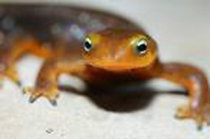 salamander - salamander looking