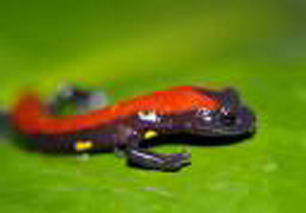salamander - red salamander
