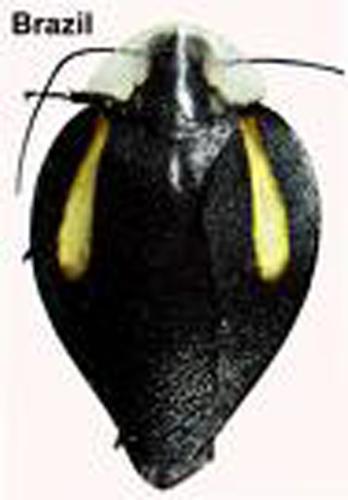 cockroach - a nice cockroach