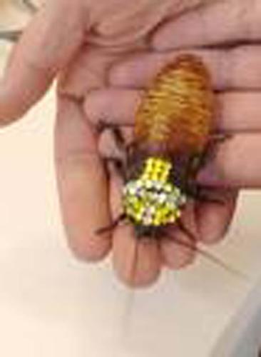 cockroach - an exotic cockroach