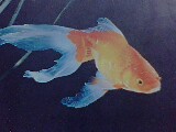 Without the Gold Fish no Aquarium is Complete ! - Gold fish are Royal looking, gacefully moving fish in the Aquarium.No aquarium can be Complete without these fish! Quite Sturdy fish.