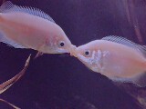 Kissing Gouramies are Center of Attraction in an A - Kissing Gouramies as name indicate cab involve in the act of kissing for few minutes to a considerable amount of time! Expert they feel that it is a style of wrestling they involved in !