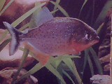Pirhanas are Defamed as Dangerous Fish !! - Pirhannas have a set of strong and sharp teeth embeded in the jaw bone. Because of their carnivorous nature and hunting in groups they can easily eat a crcass of horse within some minutes just leaving the skeleton alone! Pirhannas are also kept as Aquariom fish!