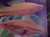 Sword Tails are Common fish of Aquarium !! - Sword tails are red Coloured fish , very active and they are the first to come to the mind when we say an aquarium fish at home! they are very old andpopular type of fish in the tank!