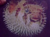 Porcupine Fish has Spines on the body! - These are the fishes having similar nature of a porcupine .They errect their spines in case of emergency to keep their enemy away from them! They are also seen generally in Public aquariums as they are marine fish and require lot of care to rear as a pet!