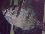 Aquarium Fish Enlighten Our lives !! - An aquarium kept at our Home makes a lot of difference. One can spend hoursof time just staring the aquarium as we have the feeling of wandering in different World!