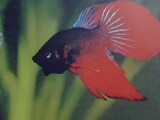 Fighters Change the Colours When aggressive !! - Fighters change their Colours like Chamelene when they are angry or aggressive.This feature pftheir make them as a pet. But normally these fish are kept separately. This perhaps because of the name with which people are associating the fish and want to keep this fish away from the rest of the lot!