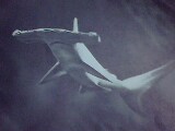 Hammer Head Sharks are wild Fish !! - hammer Head Shark has got its name because of the hammer like head it is posessing! These are wild fish and believed to be dangerous and it is believed that few Human beings have got attacked by these fish!