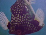 Puffer Fish Swell on instigation !! - Puffer Fish swells and increases its size to threat its enemy by sucking in the water ! These fish are wonderful to look at and difficult to keep as pets at Home!