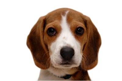 beagle - cute beagle