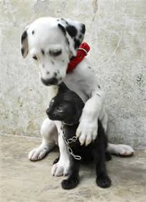 Friends, - a dog and cat hugging each other as friends. We also fight like cats and dogs and we can still be friends. Us humans can learn from this picture.