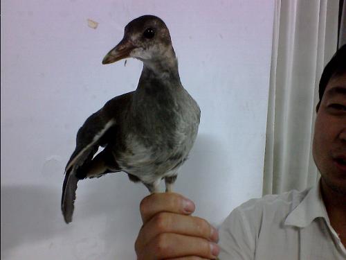 I seized a bird - I seized a bird,I donnot know what it is