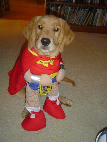 super doggy - the smart dog in the world superhero for all dogs in the world