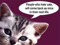 cat funny - funny pictrure with cartoon snipet