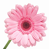 Pink Flower - Flowers are naturally beautiful. No one knows where they get the color and odour from. Seeing real flowers makes one's day happier and cheerful. Flowers do the magical trick of relaxation.