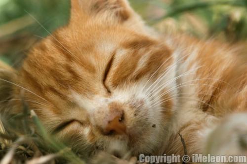sleeping - sleeping hmmm cute