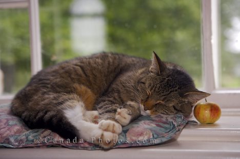 sleeping - sleeping makes me feel nice