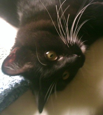 Morgana... - Morgana...