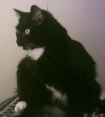 Morgana 2... - Morgana 2...