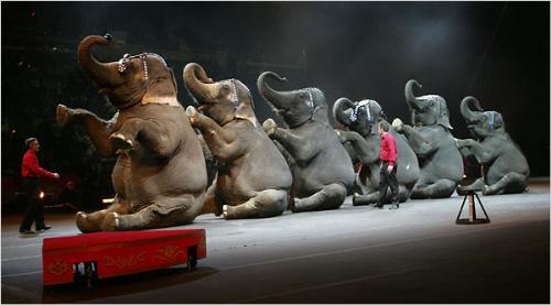 Circus - Circus...elefant show