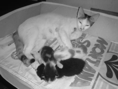 the new mom - my cat just gave birth to three cute kittens. she always make it a point to see them if her kittens are fine. she dont want anyone to touch them except me of course. everytime she heard the kittens crying she hurriedly go back to see if her kittens are all fine. how sweet mom!