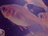 Tetras Are Too Hyper Active Some Times!! - Tetras are the active fishes in the aquarium ,some time they become toohyperactive to the extent that some sluggish fish also become active because of this !!!