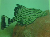 Some Fish Have Camouflaging Designs !!! - Nature hasprovided different ways and styles for the sake of protection. Camouflaging effect is one of them. This effect helps an individual to hide themselves in thir surroundings so that their enemies can't locate them. Fish also do have this typeof protection.