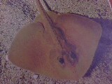 Electric Ray Produces Electric Current !!! - Electric Rays are the bottom feeders in sea and they produce elcetric current and dischage this into the body of their prey to capture them !!!
