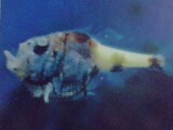Some Fish Look Very Dangerous !!! - Some fish have beatiful appearane while some have a deadly look !! This look varies from the style of their Hunting the prey in wild!!