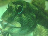 This Fish's Mouth is Its Nursery !!! - This fish uses its mouth the get the young fishesback into it, in case of any emergency !! The young ones instictively get into the mouth cavity of their mother the moment they feel insecured!!