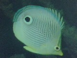 The False Eye at the Tail is a Deception !!! - Fish they deceive their prey! The false eye at the tail will decive their prey to come near the mouth instead going away , thinking that the mouth is situated near the tail. This helps the fish capturing the prey easily!