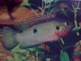 Colourful Camouflaging!!! - The colour of the fish along with the designs some times help them to camoflage themselves in the surroundings !!!