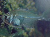 Glass Fish Are Ornamental Fish !!! - The Glass fish are delicate and ornamental fish of an aquarium !!!