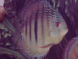 Pampadours have strips like Tiger !!! - Stripes are common in the fish. Pampadour fish has stripes like a Tiger!!!