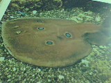 Sting Rays have Painful toxins !! - Sting Rays inject painful Toxin in the body of prey to capture it in wild !!