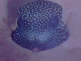 Some Fish have Funny Shapes !!! - Puffer Fish have a shape of a box and it can swell into a big Balloon within no time by absorbing a lot of water within no time!!!