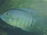 Aquarium Fish can Change Your Life !!! - Aquarium in our Homes helps usto relax and destree ourselves. This gives an expedrience of an imaginary World and we are engrossed in it for hours together once we develop the taste!!!