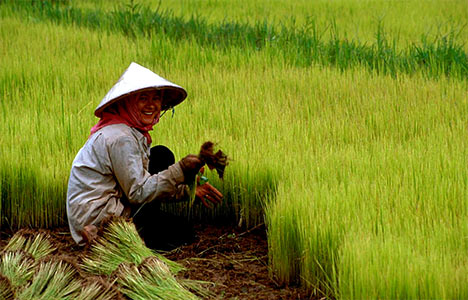 rice - About rice