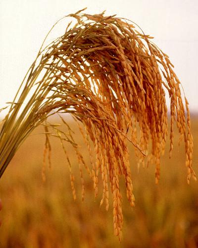 rice - About rice
