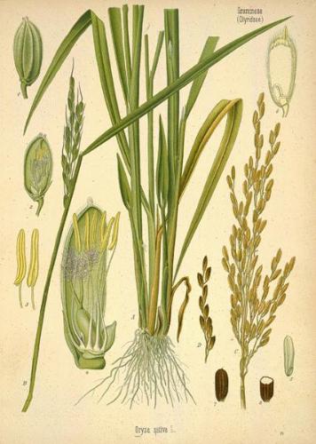 rice - About rice