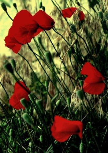 Poppies - Poppies for rememberance.
