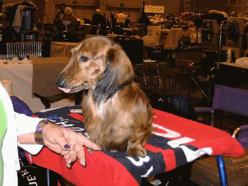 Dachshund - Took this picture at a dog show this morning.